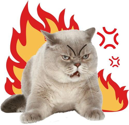 相扑猫吃瓜视频在哪,萌宠界的“摔跤大赛”