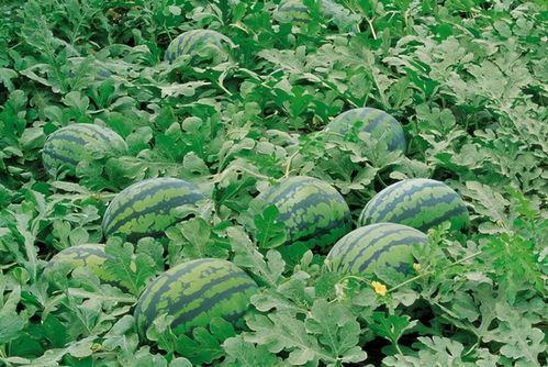 农村视频吃蓝瓜叶,农村视频里的蓝瓜叶美食探秘