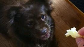 狗子吃瓜配音视频,萌态百出，笑料连连