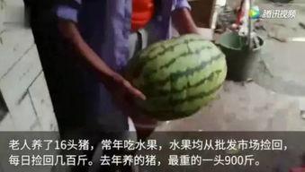 你怎么看吃瓜视频啊