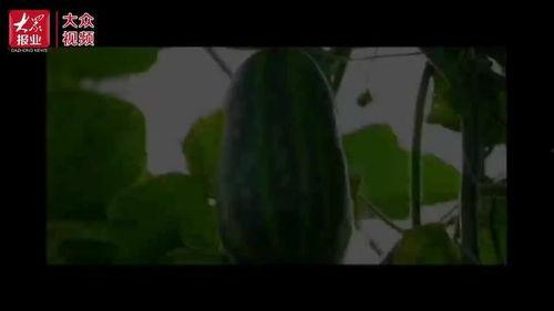 村民吃瓜视频,揭秘乡村生活趣味瞬间