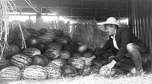 吃瓜群众杨靖宇视频