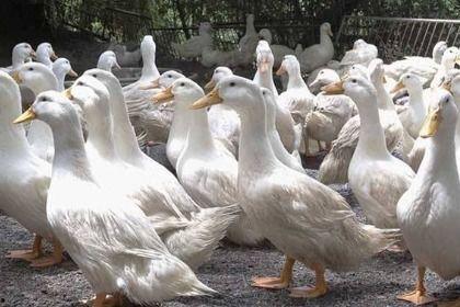 夫妻叫鸭子吃瓜视频大全,欢乐瞬间大盘点