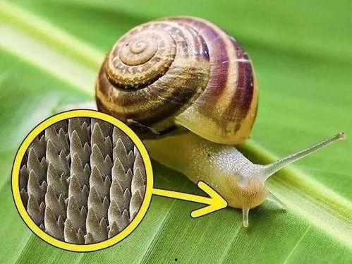 蜗牛吃葫芦瓜视频播放